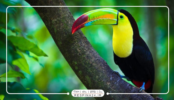 قیمت تور کیش از رشت